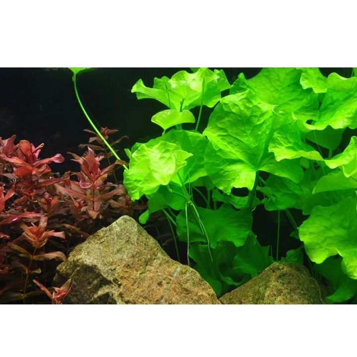 Tropica Nymphoides hydrophylla Taiwan 1-2-GROW
